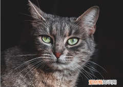 新买的布偶猫不吃饭怎么办 猫不吃饭怎么办