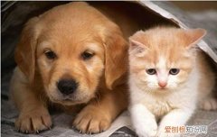 猫咪打针会记恨主人吗 带猫咪打针后排斥主人怎么办