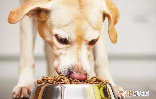 海洋之星和博汪哪个比较好？ 国产狗粮能站稳脚跟吗?