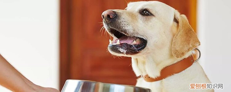 海洋之星和博汪哪个比较好？ 国产狗粮能站稳脚跟吗?