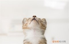 猫咪耳朵背面毛秃了 猫咪耳朵背面毛有点秃怎么办