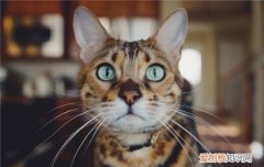 博汪猫粮容易拉稀吗 日常喂食需要注意这几个细节