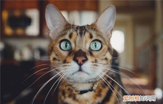 博汪猫粮容易拉稀吗 日常喂食需要注意这几个细节