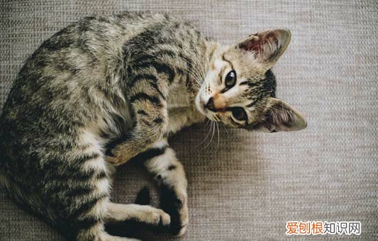 猫猫吃猫草有什么好处 猫吃猫草有什么好处