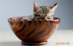 博汪猫粮软便吗 猫粮再好也不要贪多