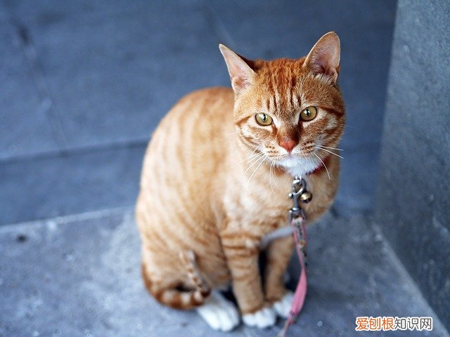 猫咪受伤了可以擦什么药 猫咪受伤了怎么办?擦什么药