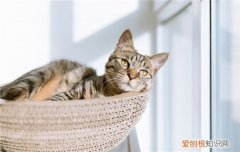 博汪猫粮混着什么好 营养膏可以和猫粮一起吃