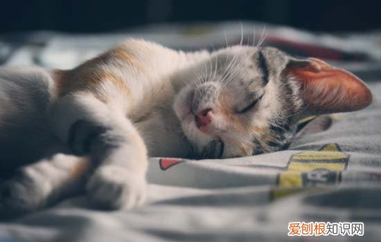 猫咪喜欢卷起来睡觉 猫咪睡觉时为什么会卷起来