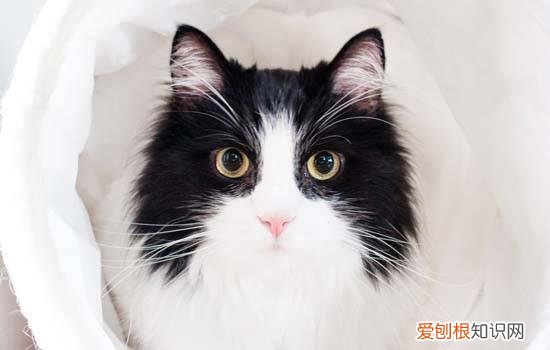 小猫睡觉为什么蜷成团 小猫睡觉为什么蜷成一团