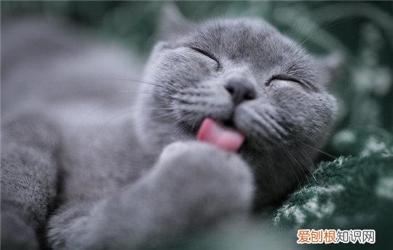 博汪猫粮猫咪可以长期吃吗 博汪猫粮适用于全猫