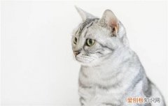 猫驱虫后可以和人一起睡吗 猫咪驱完虫可以跟人睡一起吗