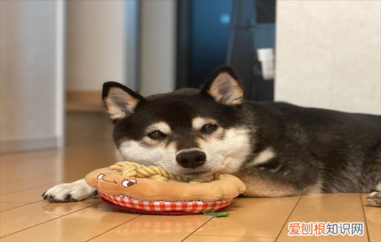 柴犬掉毛期持续多久啊 柴犬掉毛期持续多久