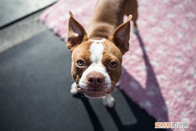 刚满月的小柴犬怎么喂养好 刚满月的小柴犬怎么喂养