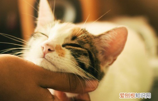 大猫生完孩子吃点什么 大猫生完小猫吃什么补充营养