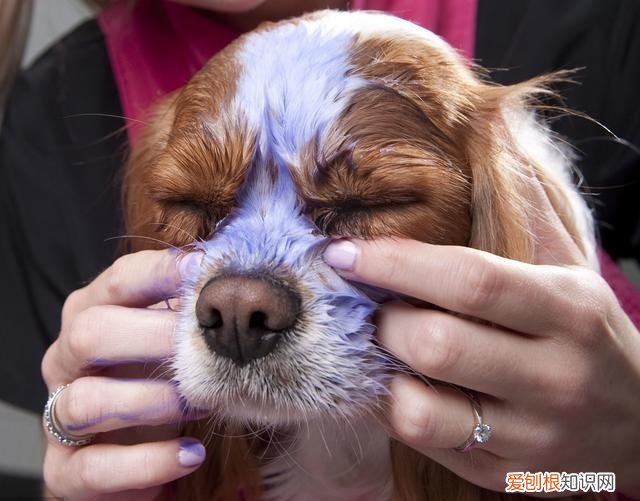 狗狗有泪痕,只是因为上火了吗为什么 狗狗有泪痕，只是因为上火了吗？