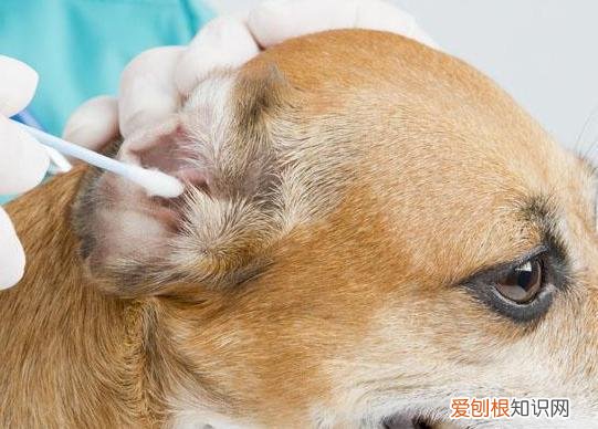 狗狗有泪痕,只是因为上火了吗为什么 狗狗有泪痕，只是因为上火了吗？