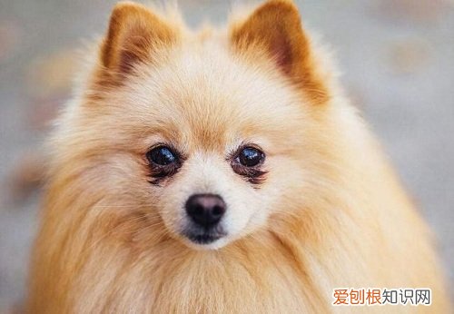 狗狗有泪痕,只是因为上火了吗为什么 狗狗有泪痕，只是因为上火了吗？