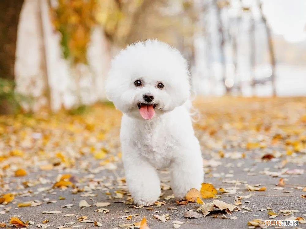 狗狗有泪痕,只是因为上火了吗为什么 狗狗有泪痕，只是因为上火了吗？