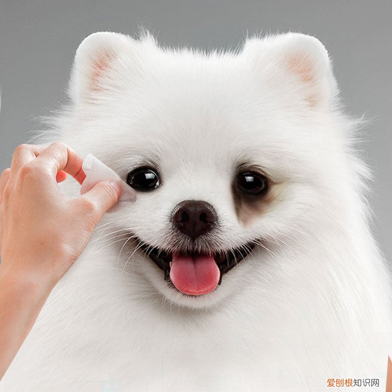 狗狗有泪痕,只是因为上火了吗为什么 狗狗有泪痕，只是因为上火了吗？