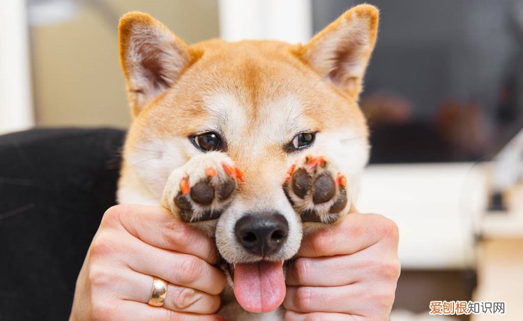 狗狗有泪痕,只是因为上火了吗为什么 狗狗有泪痕，只是因为上火了吗？