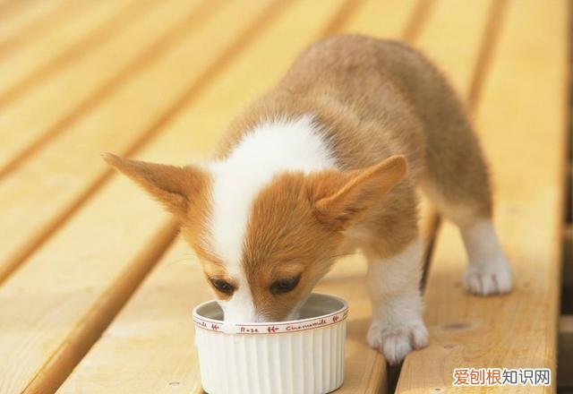 狗狗有泪痕,只是因为上火了吗为什么 狗狗有泪痕，只是因为上火了吗？