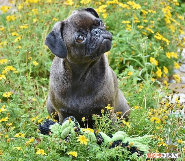 小狗狗能吃生黄瓜吗 狗狗能吃黄瓜吗生的