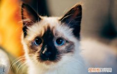 猫咪毛球症化毛膏要吃几天 猫咪毛球症吃化毛膏来得及吗