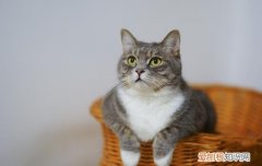 猫咪能不能吃杏 猫可以吃杏吗
