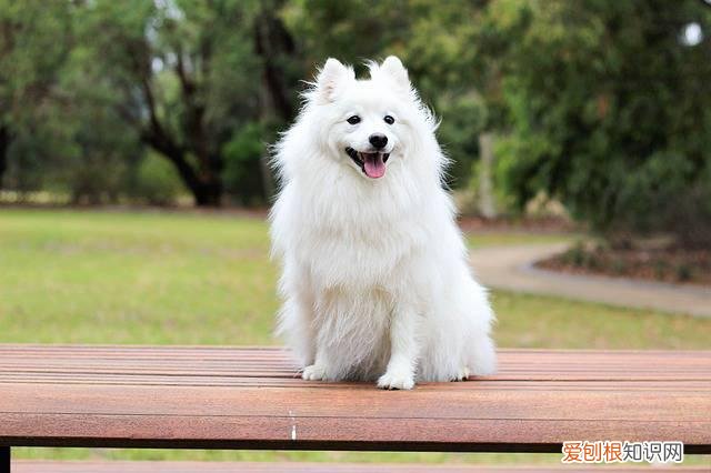 狗狗夏天洗澡多久一次