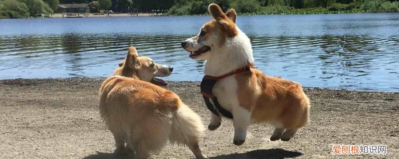 柯基可以喝苹果山楂水吗 柯基可以喝苹果山楂水吗