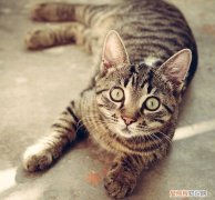 猫吃壁虎会不会中毒 猫吃壁虎会有危害吗