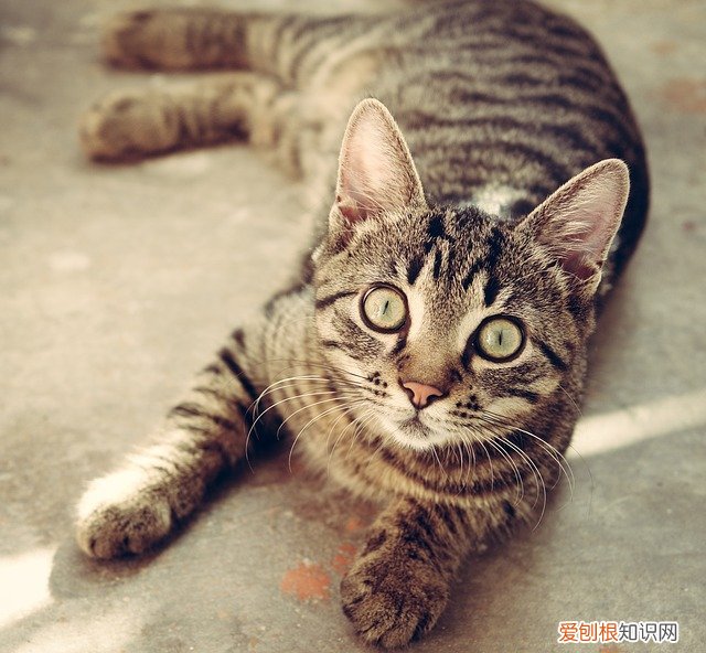 猫吃壁虎会不会中毒 猫吃壁虎会有危害吗