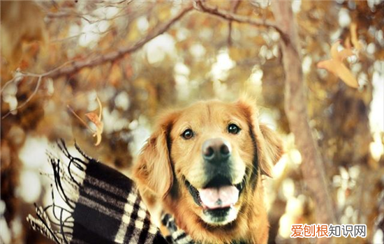 狗狗的喉咙哑了是怎么回事 狗狗嗓子哑了是怎么回事