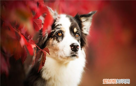 狗长眼屎是怎么回事儿 狗狗长眼屎怎么回事?