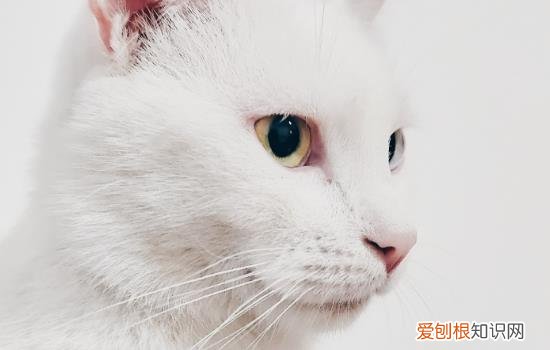 小猫生下来几天睁开眼 小猫生下来几天睁眼