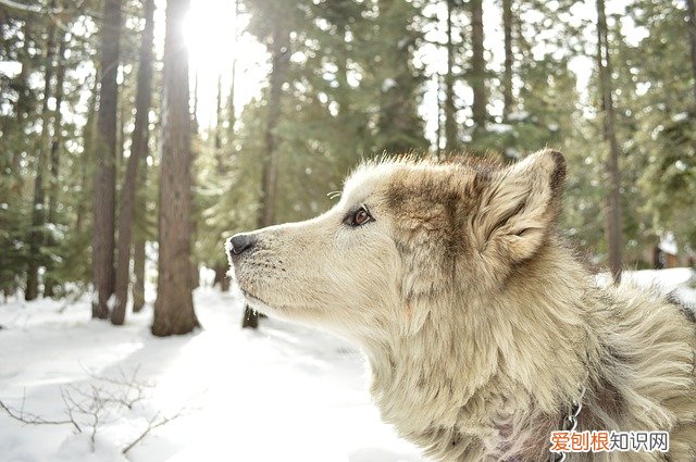 柯基几月份掉毛最严重 柯基掉毛季节是哪几个月