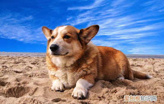 宠物店检疫证在哪里办理 宠物检疫证在哪里办理