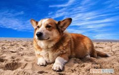 柚子狗能不能吃 狗能吃柚子和桔子吗