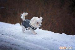 泰迪犬能吃香菇吗 泰迪狗可以吃香菇吗