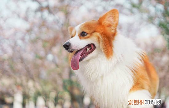 萨摩耶剪毛造型图片欣赏 萨摩耶剪毛教程