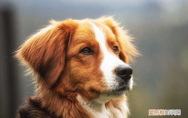 地瓜小狗能吃吗 小狗可以吃地瓜吗