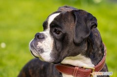 小狗狗大便干燥 拉不出来 狗狗大便干燥拉不出来怎么办