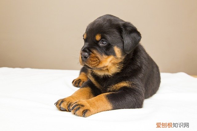 狗狗可以吃人吃的饼干吗 幼犬可以吃人吃的饼干吗