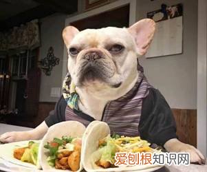 犬毒必治有用吗 你家狗狗是“百毒不侵”还是“医院常客”？