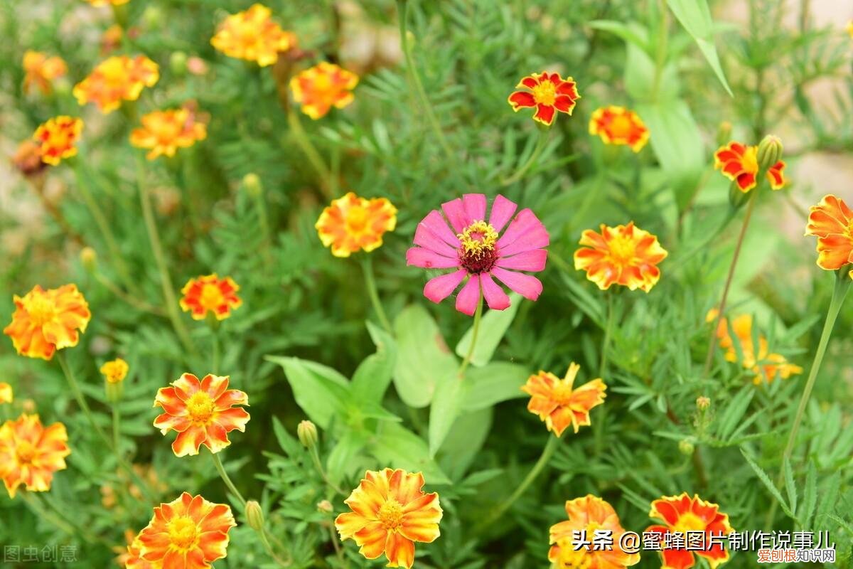 花卉的养护技巧和方法视频，家庭养护花卉小技巧，可使花卉繁花似锦，爆满盆