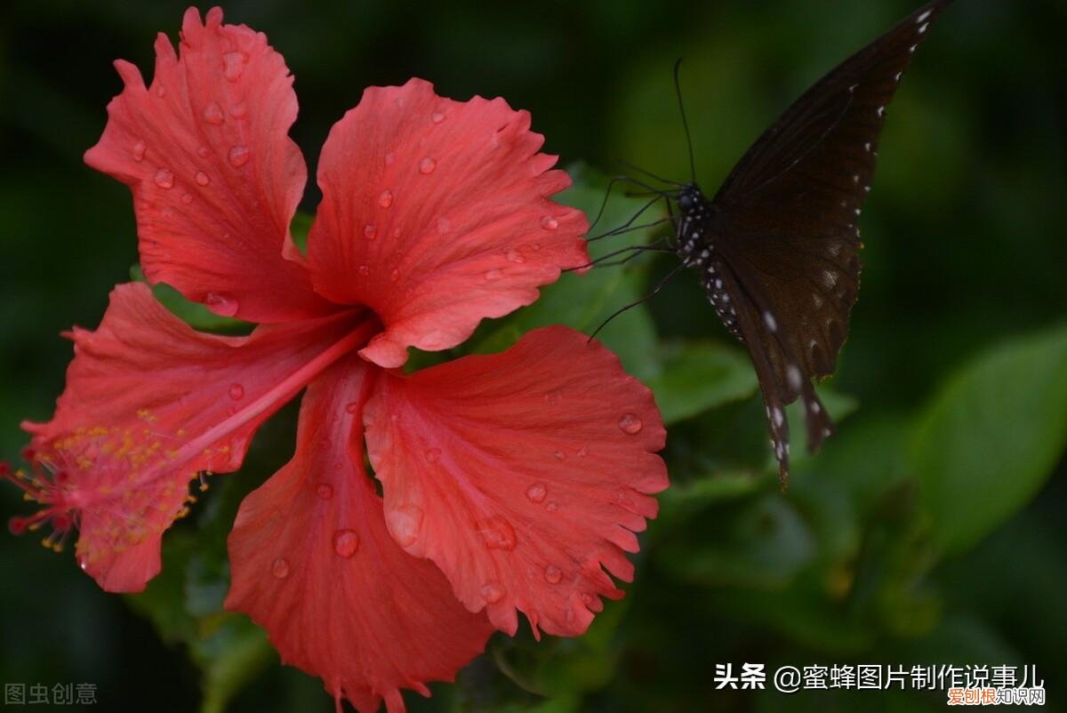 花卉的养护技巧和方法视频，家庭养护花卉小技巧，可使花卉繁花似锦，爆满盆