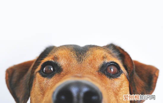 狗狗可以吃丑橘吗 小狗能吃丑橘吗?