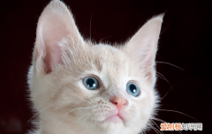 小猫多大可以清洗耳朵 小猫多大可以清洁耳朵
