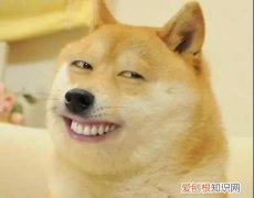 狗狗会笑吗?原来事实是这样的表情包 狗狗会笑吗？原来事实是这样的！
