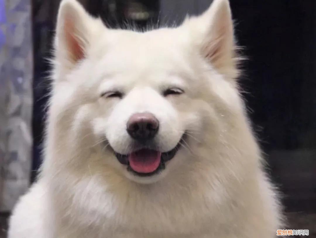 狗狗会笑吗?原来事实是这样的表情包 狗狗会笑吗？原来事实是这样的！